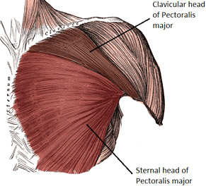 lower-chest