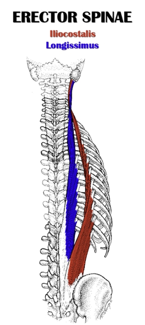 erector-spinae